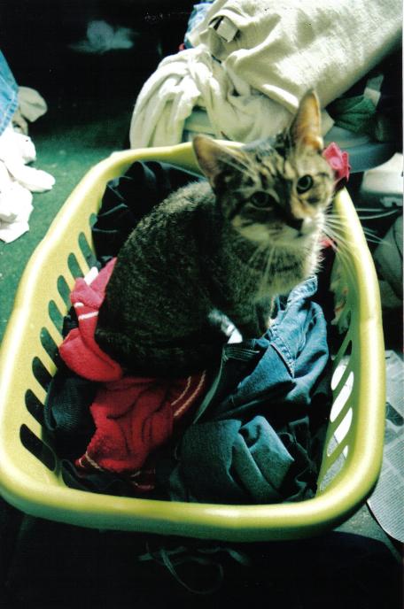 angry (not smelly) cat